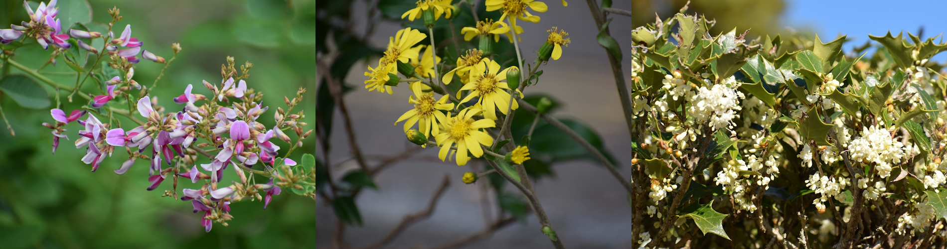 今月の花ガイド（１２月）