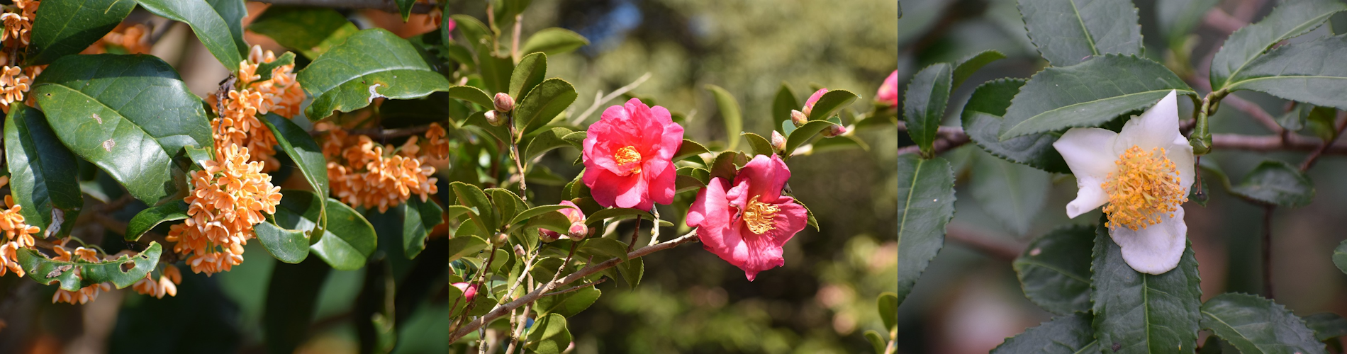 今月の花ガイド（１１月）