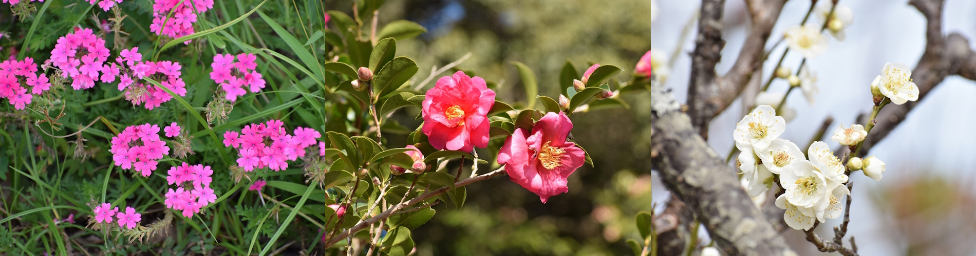 今月の花ガイド（１月）