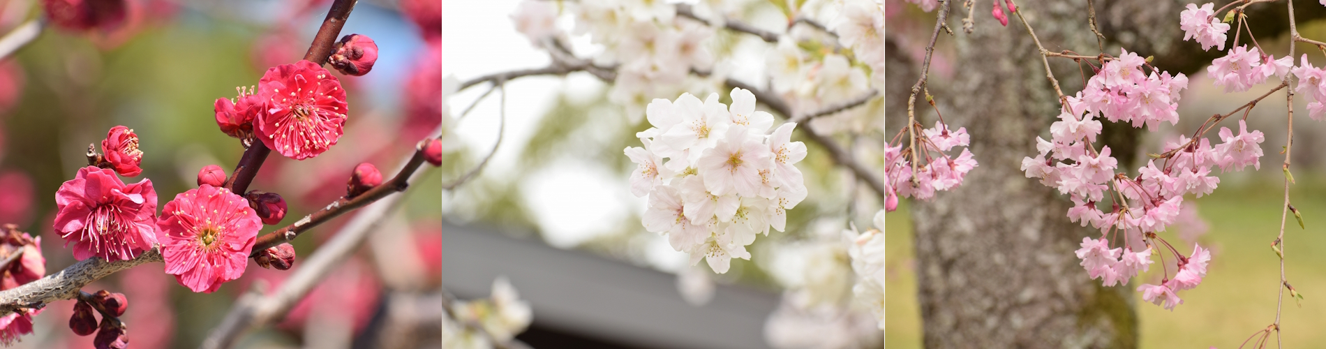 今月の花ガイド（３月）