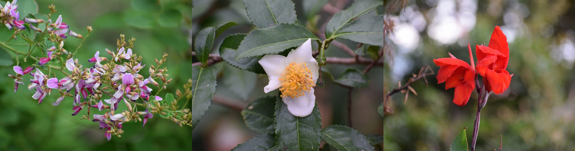 今月の花ガイド（９月）