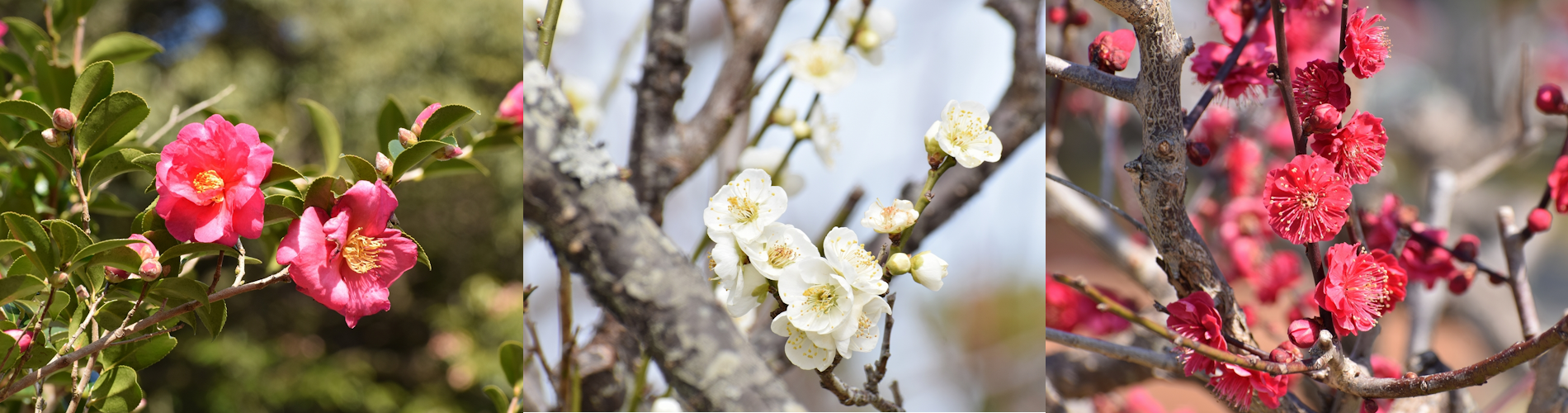 今月の花ガイド（２月）